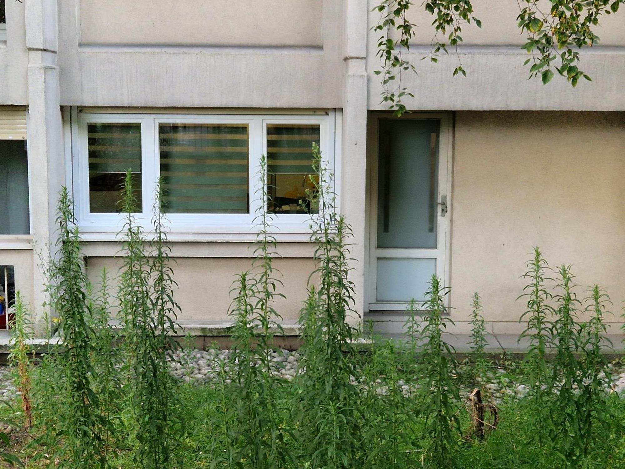 Comfortable Rooms For Working - Levallois Eksteriør billede